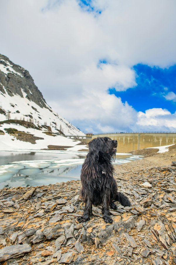 Comment vivre une expérience authentique de transhumance en Haute-Savoie, France?